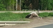 Лоси и заяц стали причинами аварий на трассах Кировской области